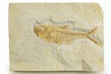 Bargain, Fossil Fish (Diplomystus) - Wyoming #320186-1